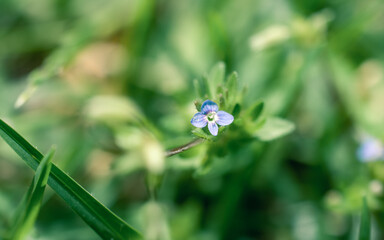 Small flower