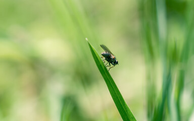 bug on a blade of grass