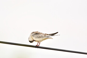 Chlidonias leucopterus on the wires