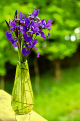 purple flowers in a green vase