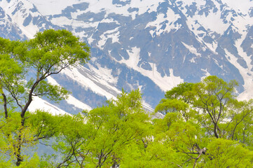 新緑と雪景