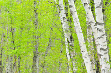 Obraz premium 新緑の上高地