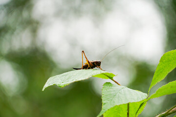 insect grasshopper filly on a green leaf in raindrops and dew, summer wallpaper          
