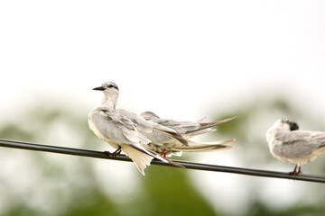 White-winged Black Tern on electric wire.