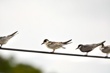 White-winged Black Tern on electric wire.