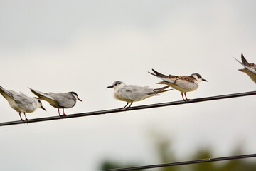 White-winged Black Tern on electric wire.