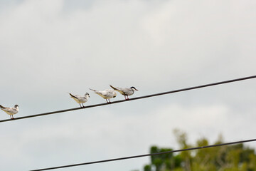 White-winged Black Tern on electric wire.