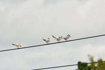 White-winged Black Tern on electric wire.
