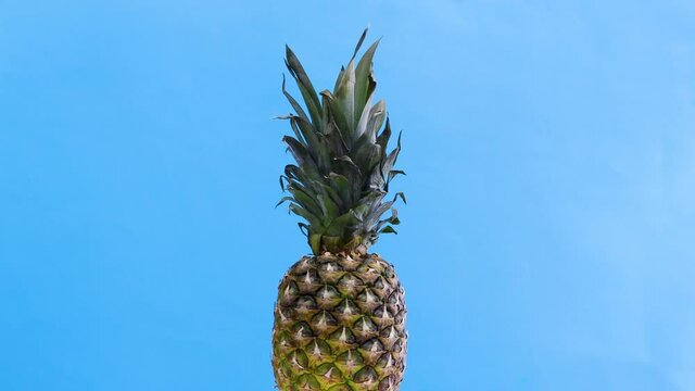 Pineapple rotating slow and fast on blue theme