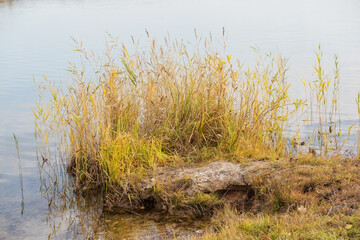 Autumn grass near the river bank. Sunny day.