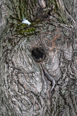 Old tree bark texture with a hollow. Cork oak tree bark texture with snow. Natural background