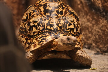 Turtles are reptiles of the order Testudines characterized by a special bony or cartilaginous shell developed from their ribs and acting as a shield.