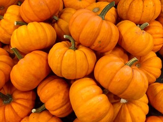 Fargo North Dakota/USA, October 20, 2020, decorative pumpkins On The Shelve At the grocery store.