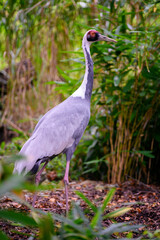 Antigone vipio - A white-necked crane observes the surroundings.