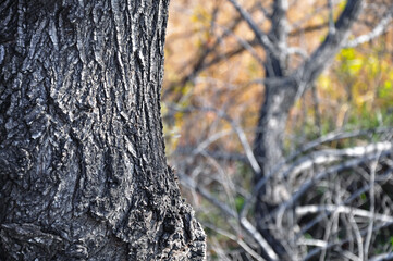 Close-up of a tree trunk in the forest