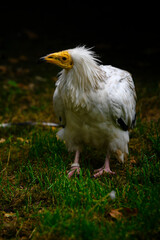 Neophron percnopterus - vulture carnivore down on the ground.