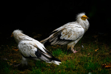 Neophron percnopterus - vulture carnivore down on the ground.