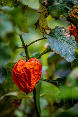 Red physalis - Photographed in Changchun, China
