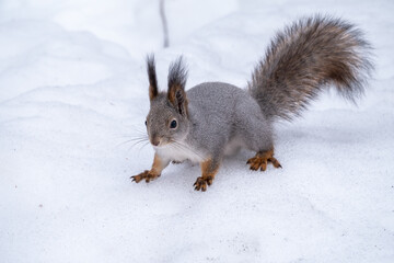 Naklejka na ściany i meble The squirrel sits on white snow.