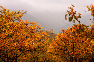 Golden trees in the mountains of Ingushetia