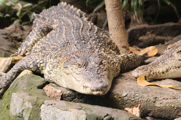 wild crocodile in the pond.