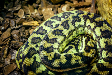 Morelia spilota - diamond python curled in a ball.