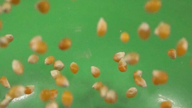 Corn kernel falling and bouncing on a chroma background.