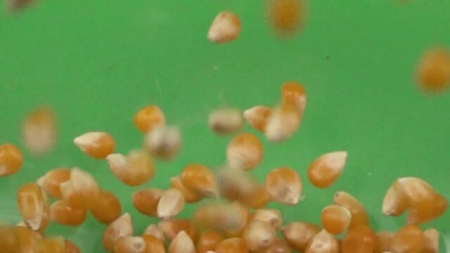 Close up of corn kernel bouncing on a chroma background.