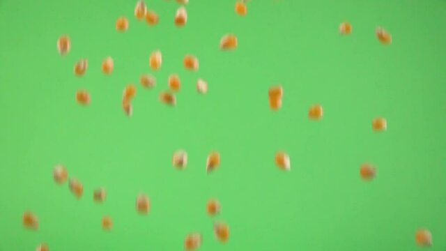 Corn kernel slowly falling, on chroma background.