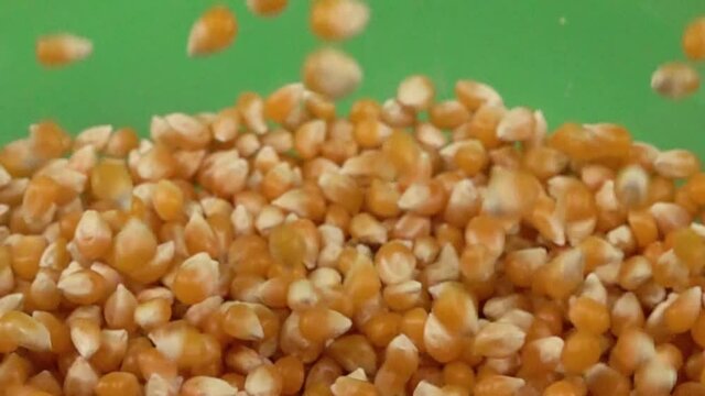 Corn kernel slowly falling on more kernel, on a chroma background.