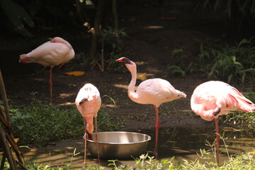 there are various types of birds in the zoo.