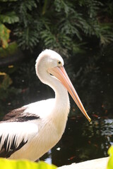 The Australian Pelican (Pelecanus conspicillatus) is a large water bird in the Pelecanidae family.