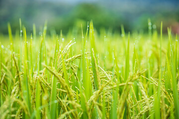 Green ear of rice. Green paddy rice in paddy rice field, Agriculture concept