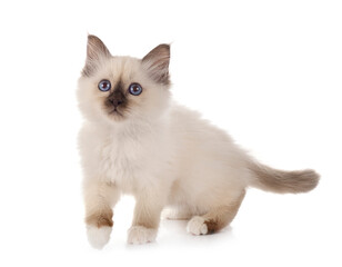 birman kitten in studio