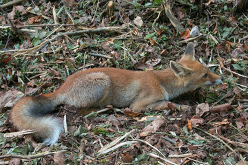 Portrait of red fox sitting in the wood of italian apennines