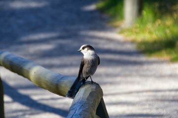 Canada Jay perched on a Wooden Rail