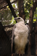 Eagle is one of the animals found throughout Indonesia.