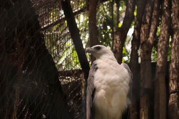 Eagle is one of the animals found throughout Indonesia.