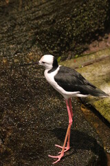 there are various types of birds in the zoo.