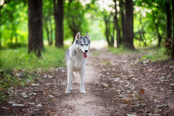 A young Siberian Husky female is standing in the forest on the brown trail with leaves. She has brown eyes, grey and white fur. There are a lot of trees and green grass in the background.