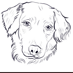 Fototapeta premium perro