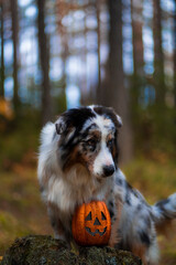 Spotted Australian shepherd dog on the background of the autumn forest with a toy shiny pumpkin, portrait, bent over, looking away