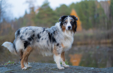 An Australian shepherd dog stands against the background of a forest and lake, looking at the camera