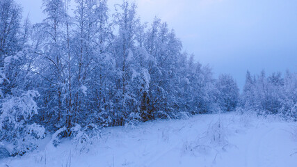 Aerial Winter forest after snow, Fairbanks, Alaska