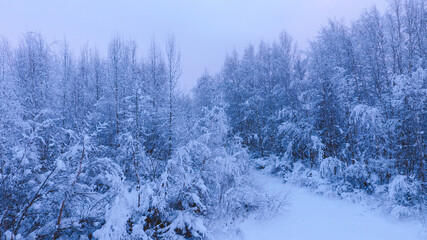 Aerial Winter forest after snow, Fairbanks, Alaska