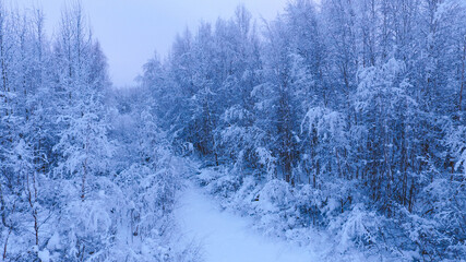 Aerial Winter forest after snow, Fairbanks, Alaska
