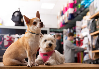 Chihuahua and west highland terrier dogs sitting in petshop. High quality photo