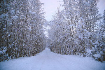 Winter forest after snow, Fairbanks, Alaska