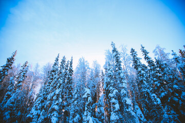 Winter forest after snow sunset, Fairbanks, Alaska