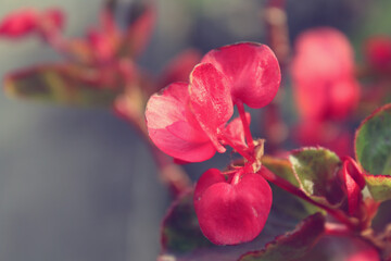 Close up pink begonia flower in the garden